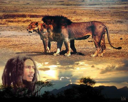 bob le lion